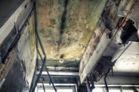 Best Biohazard Mold Removal  in Churubusco, IN